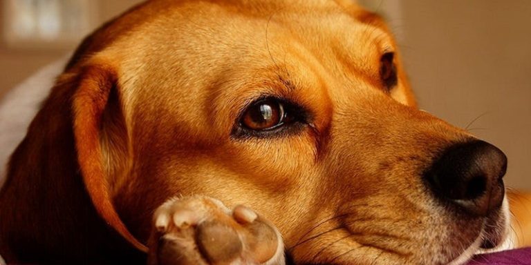 Quels sont les signes de maladies courantes chez le chien ?